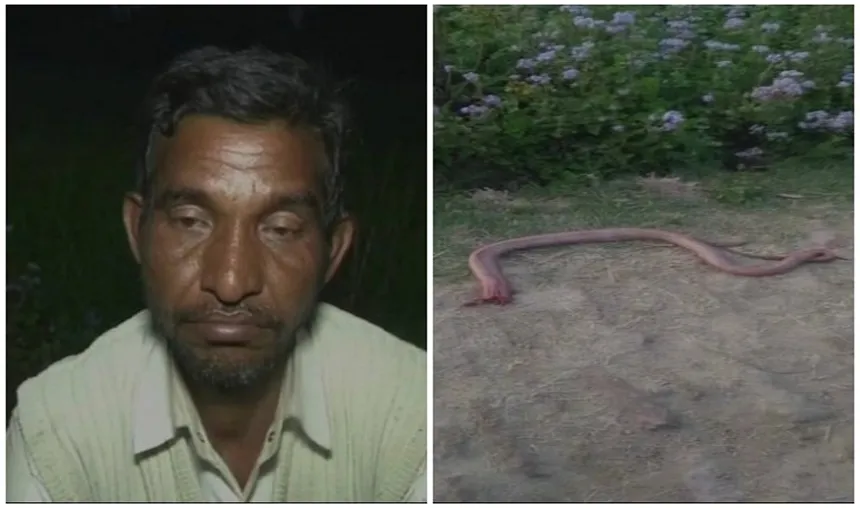Hardoi-Angry-farmer-bites-off-snake-head-after-reptile-bit-him-on-leg- India TV Hindi