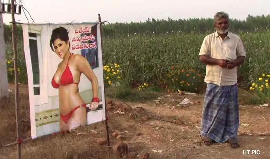 Andhra-farmer-puts-up-Sunny-Leone-poster-to-keep-crop-safe- India TV Hindi