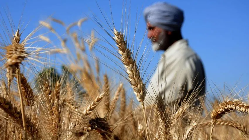Wheat production - India TV Paisa