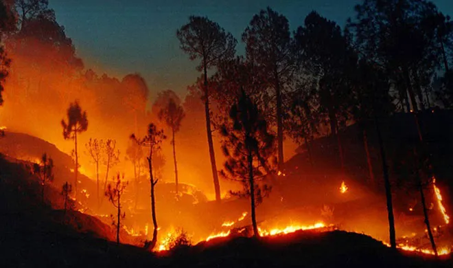 forest fire- India TV Hindi