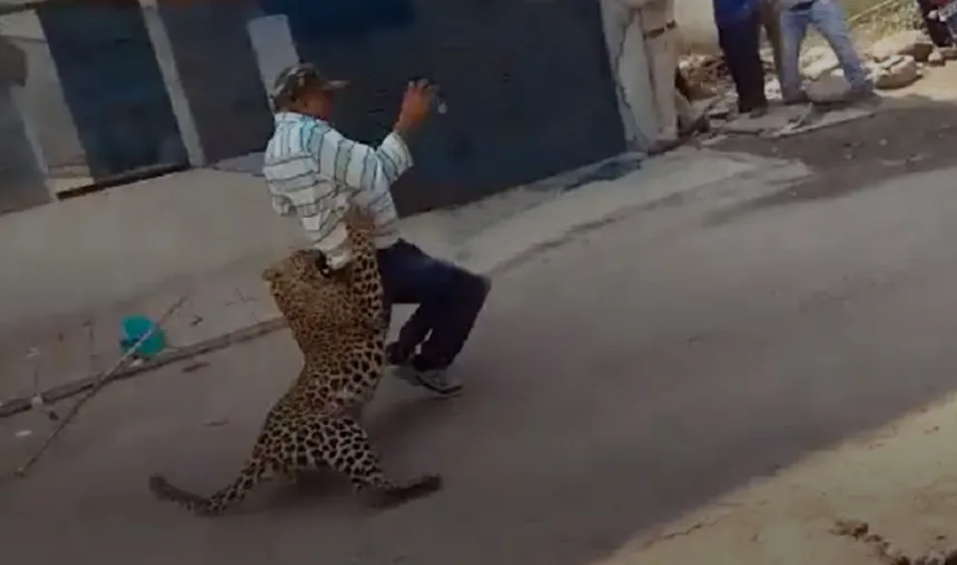 Indore-Leopard-strays-into-residential-area-in-Indore- India TV Hindi