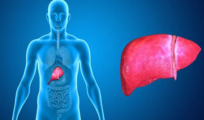 Cirrhosis of the Liver symptoms causes treatment & stages- India TV Hindi