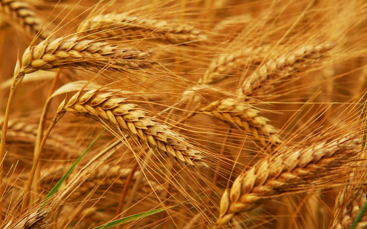 Wheat Procurement in Haryana- India TV Paisa