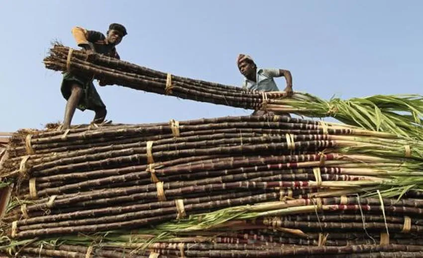 cane farmers- India TV Paisa