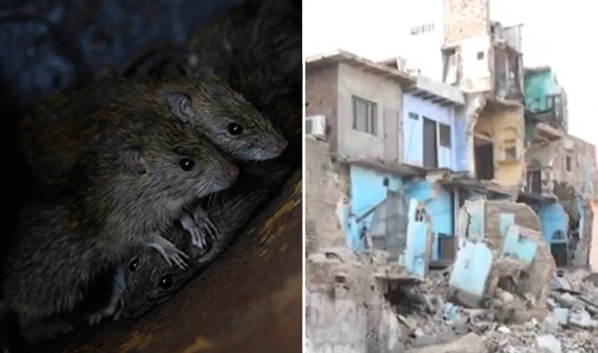 Rats bring down three-storey building in Agra- India TV Hindi