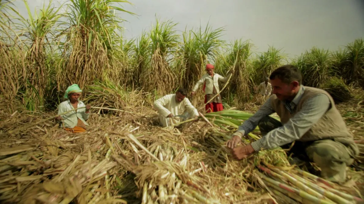 Sugarcane Farmers- India TV Paisa