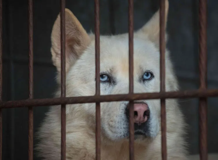 South Korean kills neighbour dog invites him to share meat- India TV Hindi