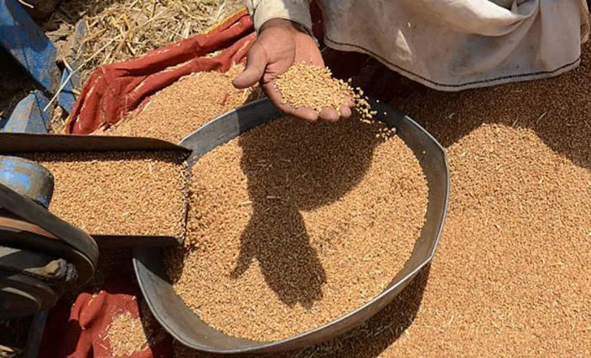 Wheat procurement surpasses 20 million tons- India TV Paisa