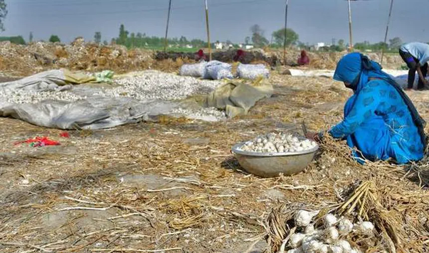 Madhya Pradesh: Garlic prices crash, upset farmers want support price- India TV Hindi