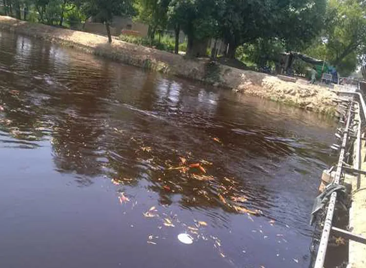 Dead fish in Indira Gandhi canal- India TV Hindi