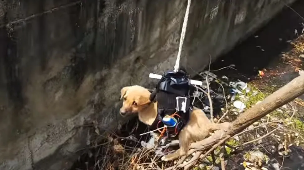 Man develops drone to rescues a dog from a drain in Lucknow- India TV Hindi