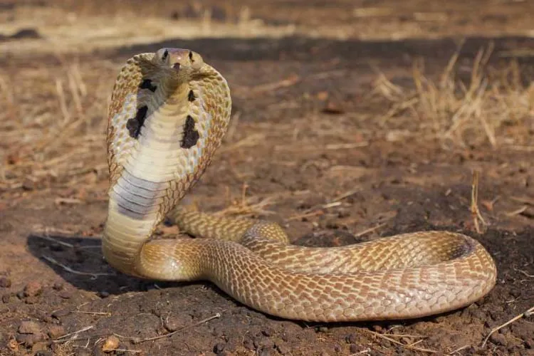 Snake bite- India TV Hindi