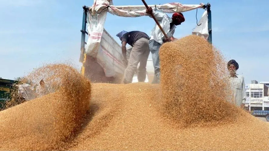 Wheat procurement for 2018-19 season surpasses target - India TV Paisa
