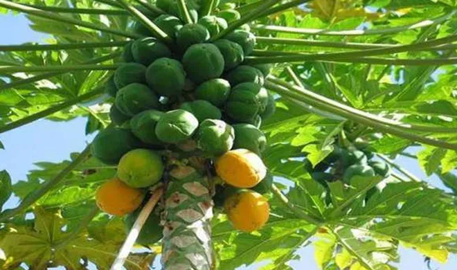 papaya leaf- India TV Hindi