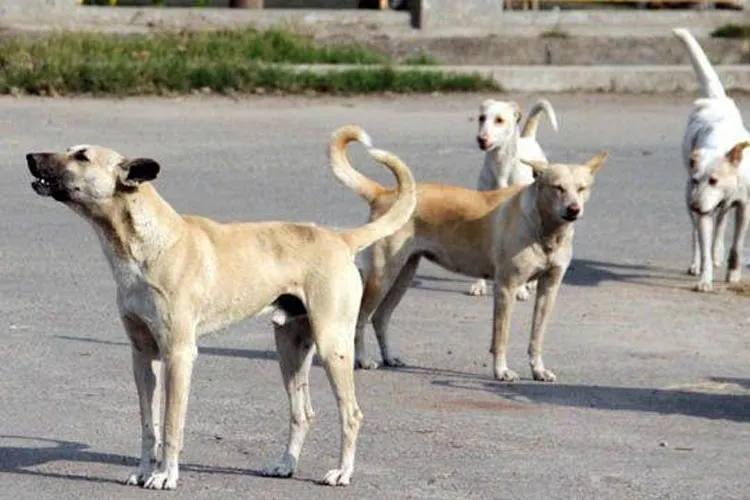 Stray dogs maul toddler to death in a park Chandigarh | PTI Representational- India TV Hindi