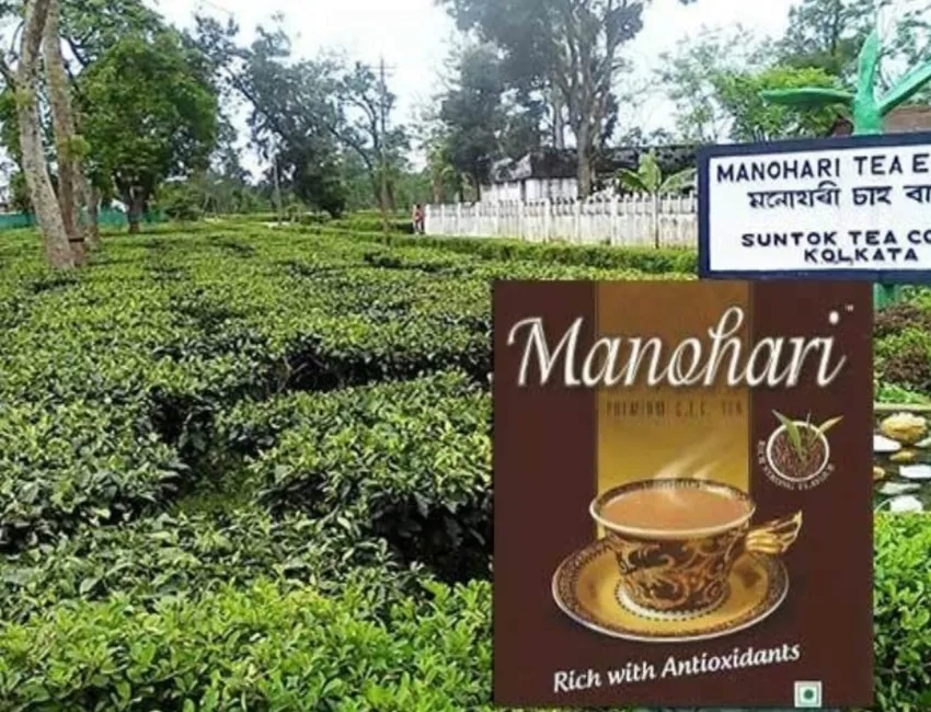 Assam Gold Tea Manohari- India TV Paisa