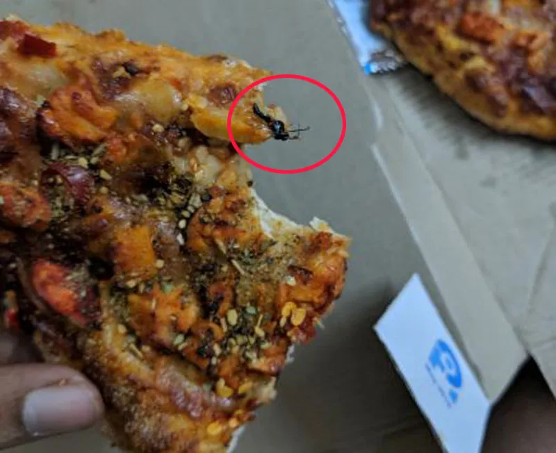 Noida resident accuses that insect found in Dominos Pizza delivered to him- India TV Paisa
