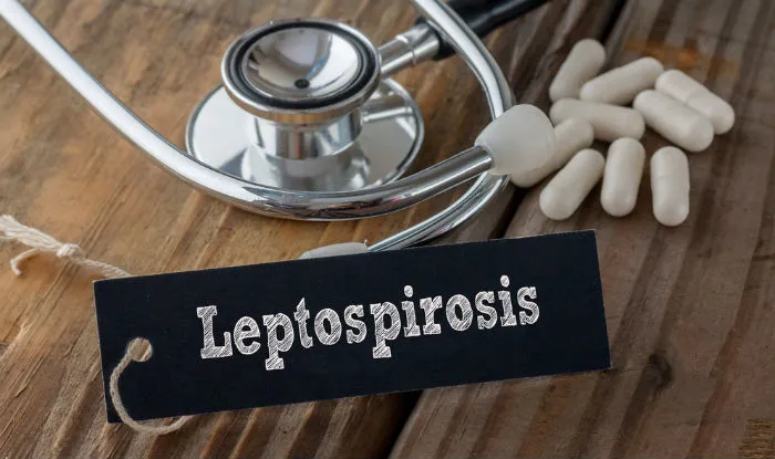 Leptospirosis  - India TV Hindi