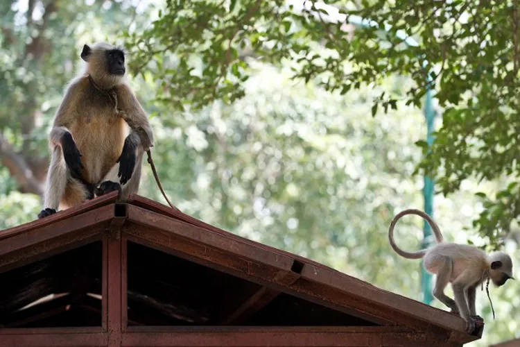 Monkey menace at VP's House venkaiah Naidu seeks solutions- India TV Hindi