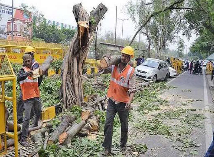 NGT stays tree felling for redevelopment project in South...- India TV Hindi
