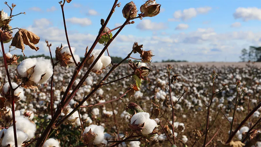 Global cotton consumption estimated to rise 4 percent in 2018-19 says ICAC- India TV Paisa