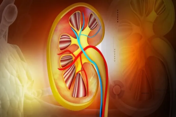 kidney disease- India TV Hindi