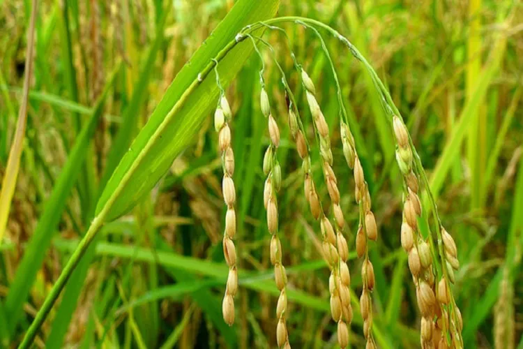 Agriculture Ministry estimates record Food grain production during 2018-19 Kharif season- India TV Paisa