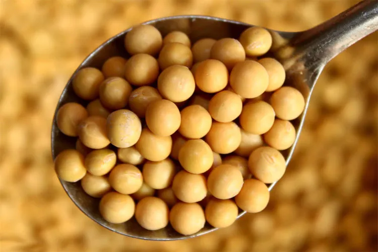 China likely to purchase Soybean meal from Maharastra- India TV Paisa