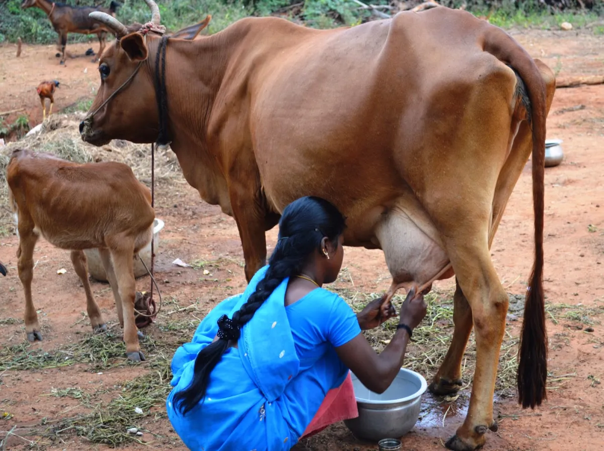 Cow Milk- India TV Paisa