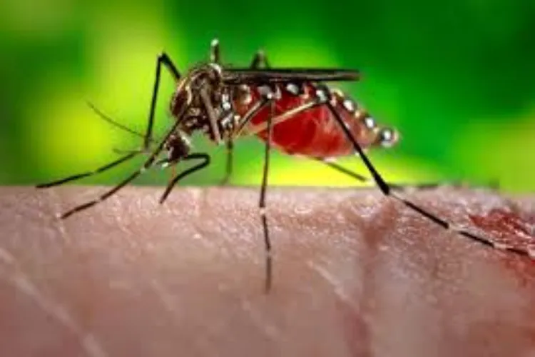 Zika outbreak: 29 test positive in Jaipur; no need to panic, says Health minister JP Nadda- India TV Hindi