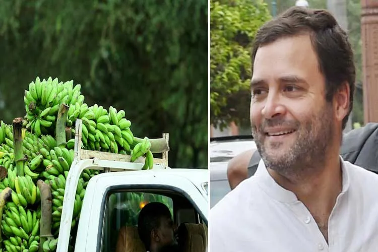 Rahul gandhi sends Israeli banana saplings for Amethi...- India TV Hindi