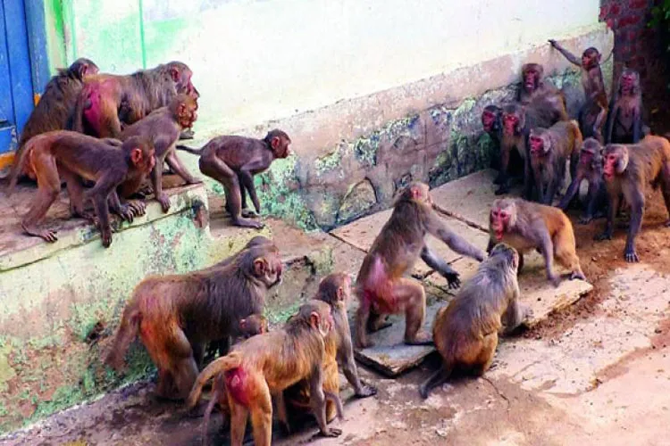 Monkey Fever- India TV Hindi