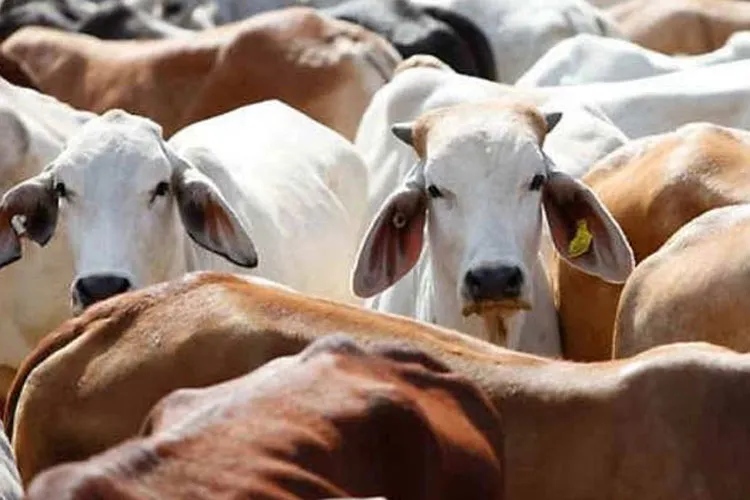 NSA invoked against three accused for cow slaughter in Khandwa of Madhya Pradesh- India TV Hindi