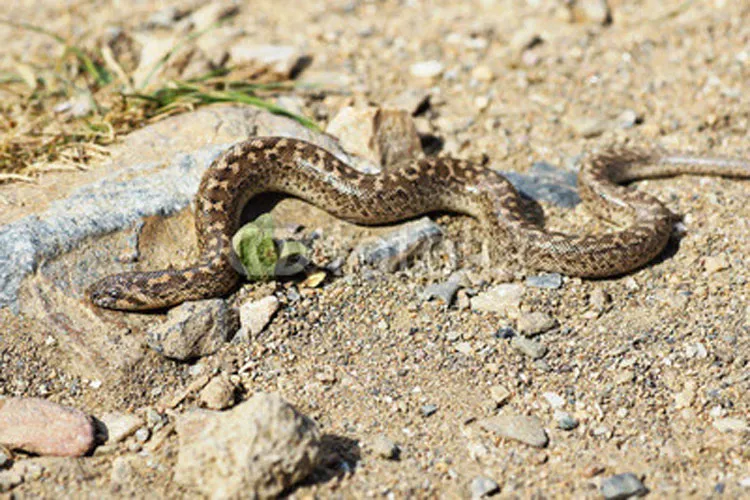 2 arrested with Sand Boa snakes worth 1.2 crore rupees | AP Representational- India TV Hindi