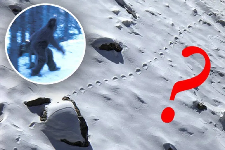 How mythical creatures like Yeti and Bigfoot caught the...- India TV Hindi