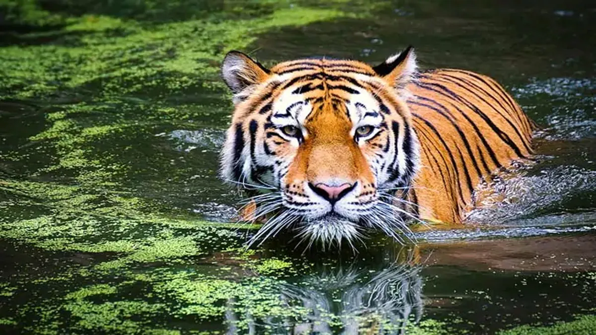 States with highest numbers of tigers in India- India TV Hindi
