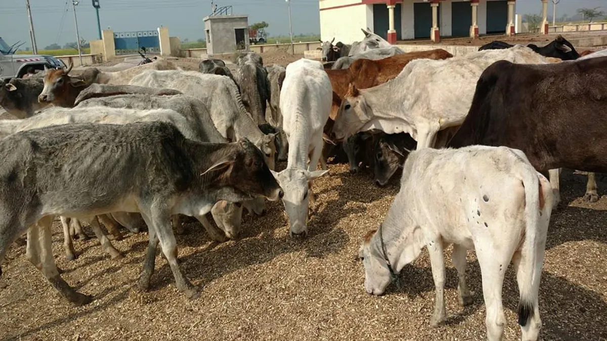 यूपी के प्रयागराज में 35 गायों की मौत से हड़कंप, ग्रामीणों का आरोप-चारा-पानी नहीं मिलने से मरी- India TV Hindi
