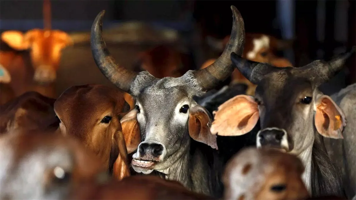 cow- India TV Hindi