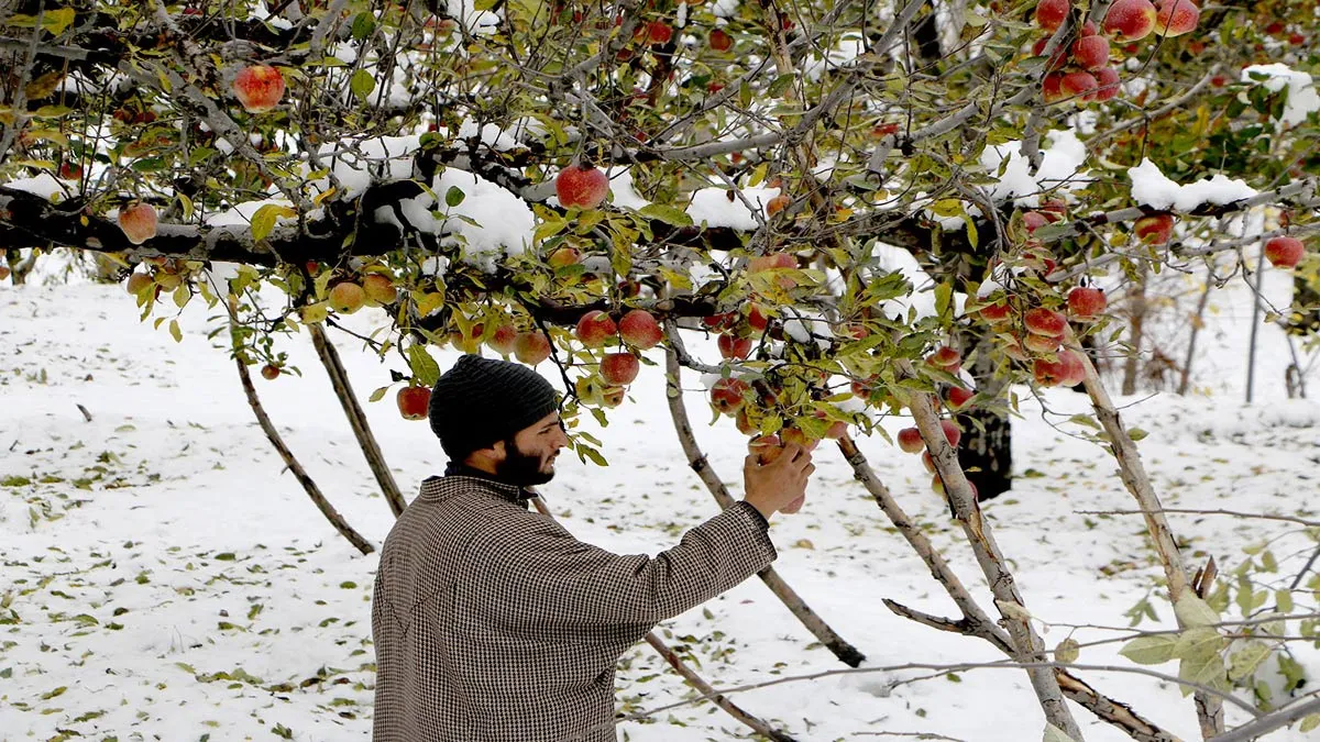 J&K admin may launch scheme next week for procurement of apples- India TV Paisa