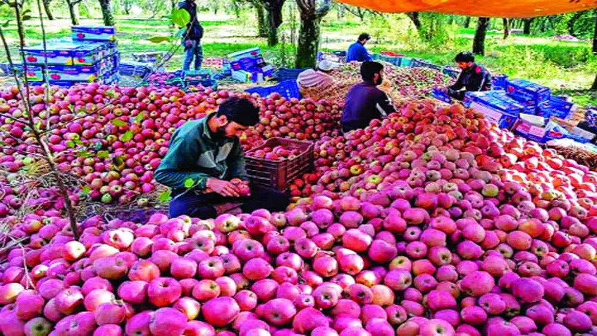 कश्मीर में सेब...- India TV Hindi