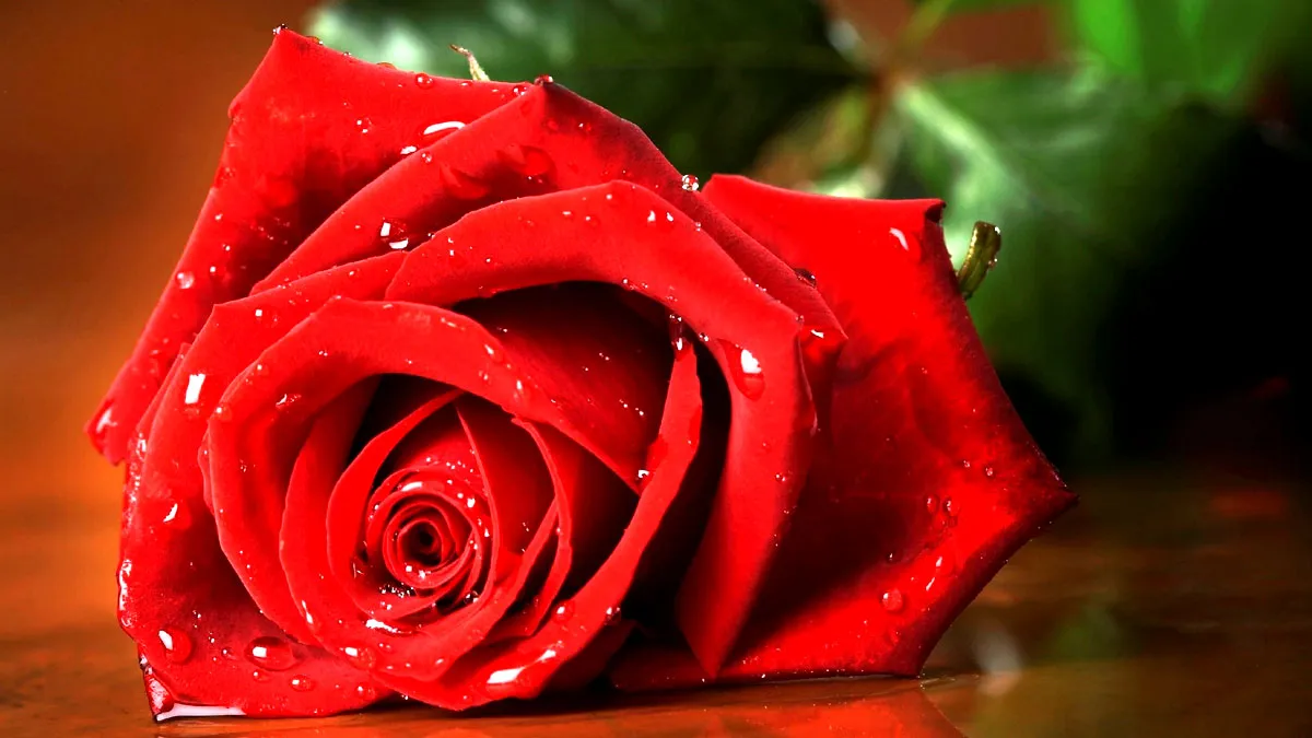 World Rose Day 2019- India TV Hindi