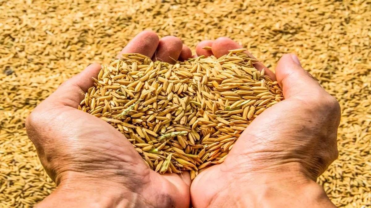 Food grain output seen at 140.57 mt in FY20 on monsoon boost- India TV Paisa
