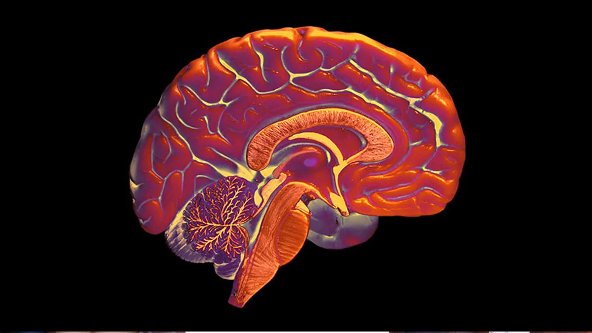 layers of brain, sciencenews- India TV Hindi