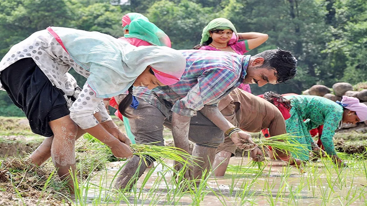 rice production- India TV Paisa