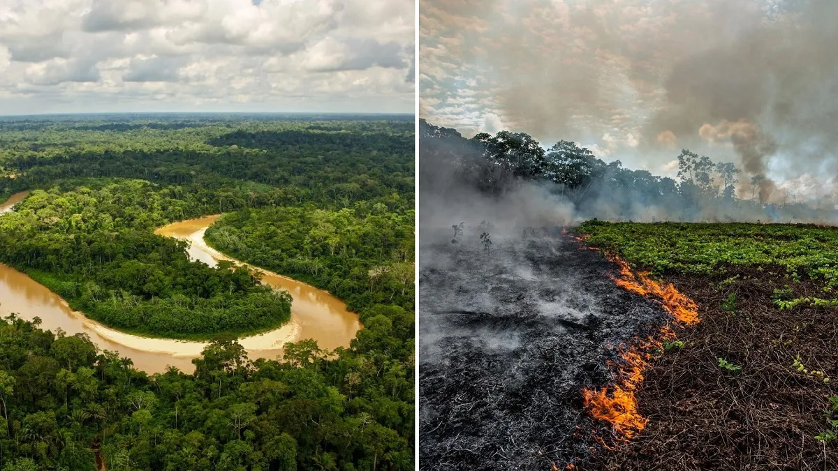 Tree destruction in Brazil's Amazon jungle broke a decade...- India TV Hindi