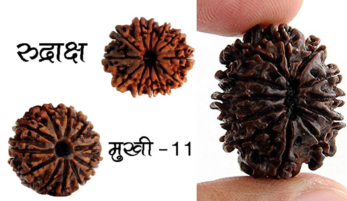 11 mukhi rudraksha- India TV Hindi