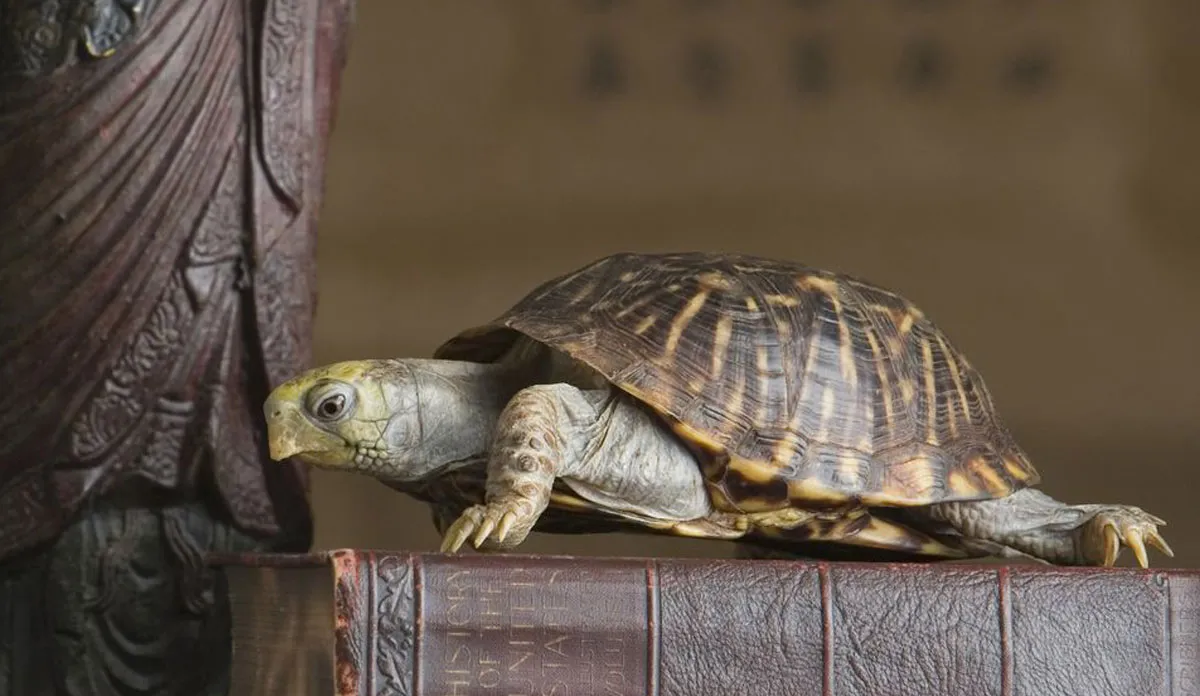 tortoise- India TV Hindi