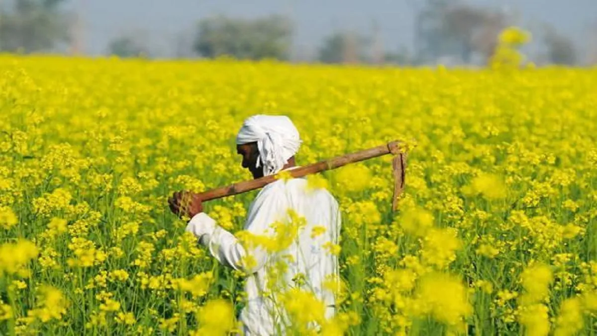 mustard production, mustard production in India- India TV Paisa