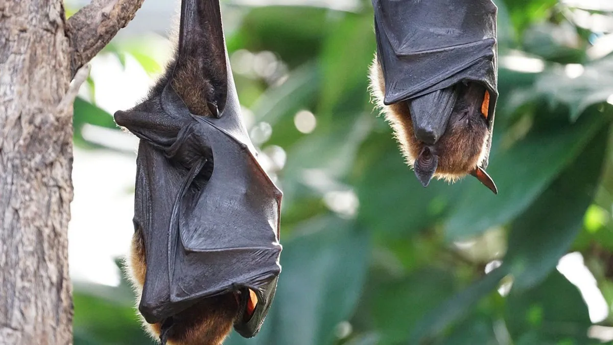 Coronavirus in China may have come from bats: studies- India TV Hindi