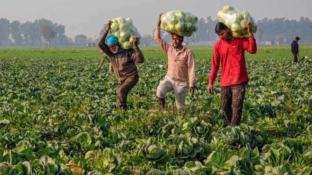 Maharashtra Farmer Lockdown, Maharashtra Farmer, Maharashtra Farmer Cabbage- India TV Hindi